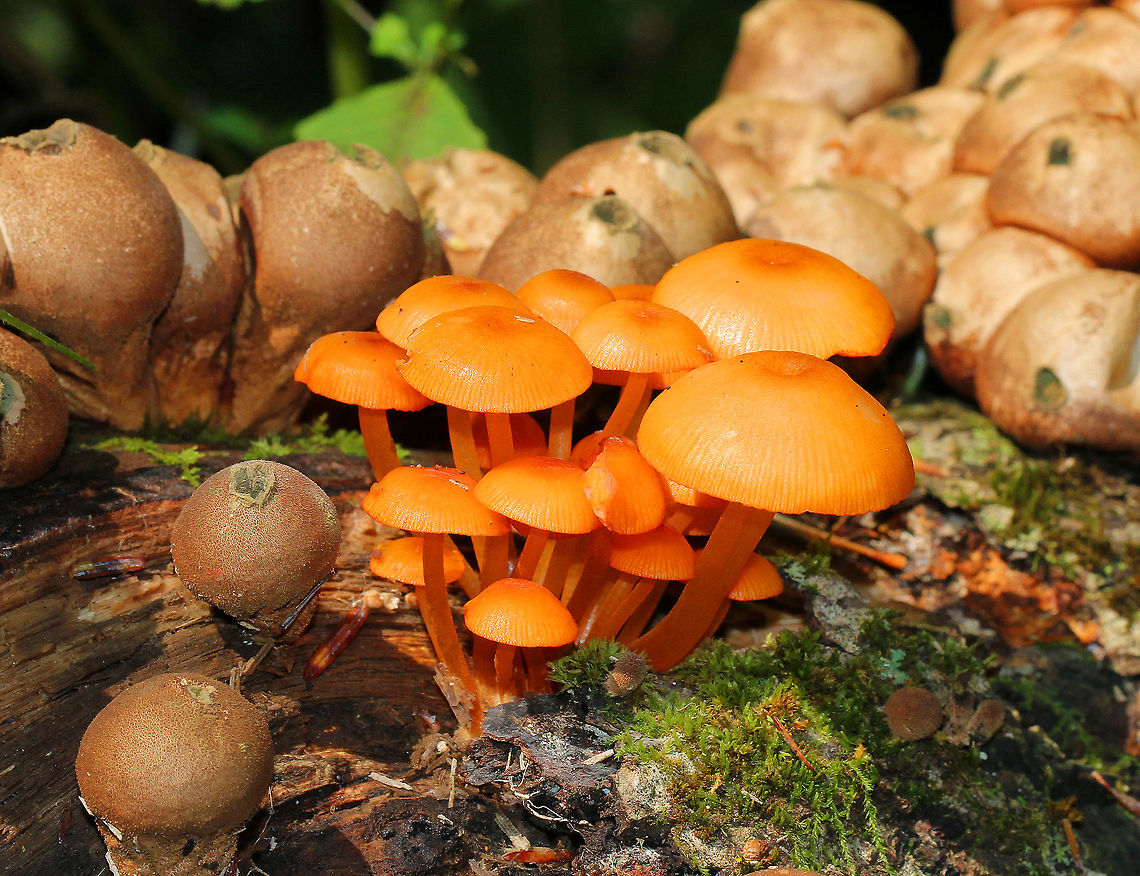 Orange Mycena Growing in a cluster surrounded by stump puffballs, these bright orange mushrooms really stood out. The cap, stem, and gills were all orange. Although, the gills were marginate - orange on the edges, while the faces were cream colored/lighter orange. Geotagged,Mycena,Mycena leaiana,Orange Mycena,Summer,United States,fungi,fungus,mushrooms,orange mushrooms
