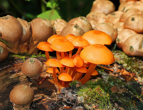 Orange Mycena Growing in a cluster surrounded by stump puffballs, these bright orange mushrooms really stood out. The cap, stem, and gills were all orange. Although, the gills were marginate - orange on the edges, while the faces were cream colored/lighter orange. Geotagged,Mycena,Mycena leaiana,Orange Mycena,Summer,United States,fungi,fungus,mushrooms,orange mushrooms