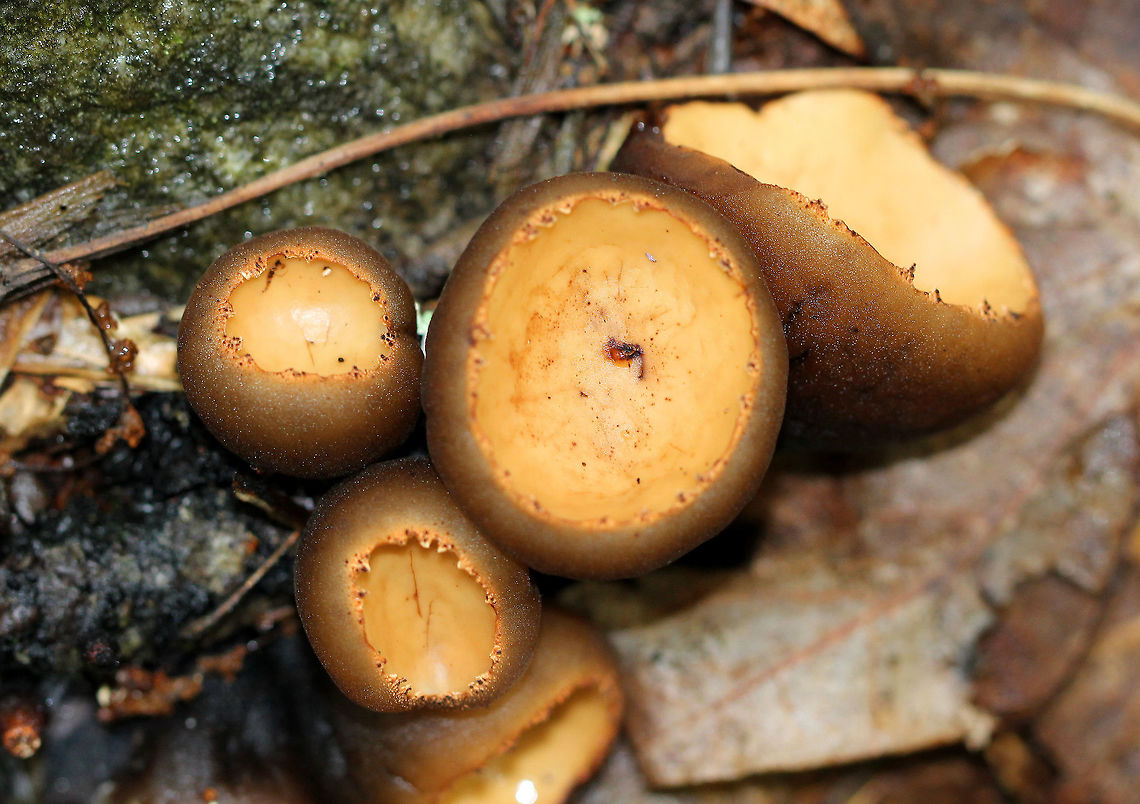 Hairy Rubber Cup Cup fungus that resembles a peanut butter cup. The cup is closed at first, but then opens to form a shallow cup. The outer surface is blackish brown while the inner surface is tannish brown. Galiella rufa,Geotagged,Hairy Rubber Cup,Rubber cup,Summer,United States,fungus