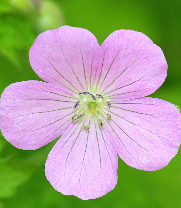 Wild Geranium Pinkish-lilac flowers with 5 petals, growing in a clump. Individual flowers were approximately 1&quot; in diameter. Dark green leaves that were deeply cut and palmately 5-lobed. Geotagged,Geranium,Geranium maculatum,Spring,United States,Wild Geranium,flower,wildflower