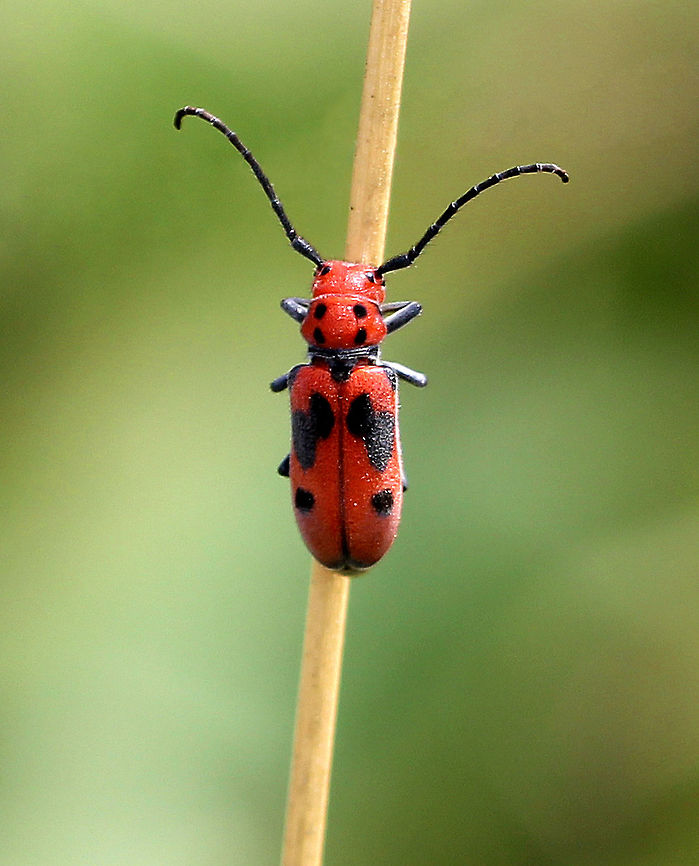 Red Milkweed Beetle Longhorn beetle with red and black aposematic coloring. Geotagged,Red Milkweed Beetle,Red milkweed beetle,Summer,Tetraopes tetrophthalmus,United States,beetle