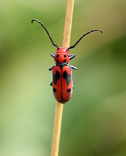 Red Milkweed Beetle Longhorn beetle with red and black aposematic coloring. Geotagged,Red Milkweed Beetle,Red milkweed beetle,Summer,Tetraopes tetrophthalmus,United States,beetle