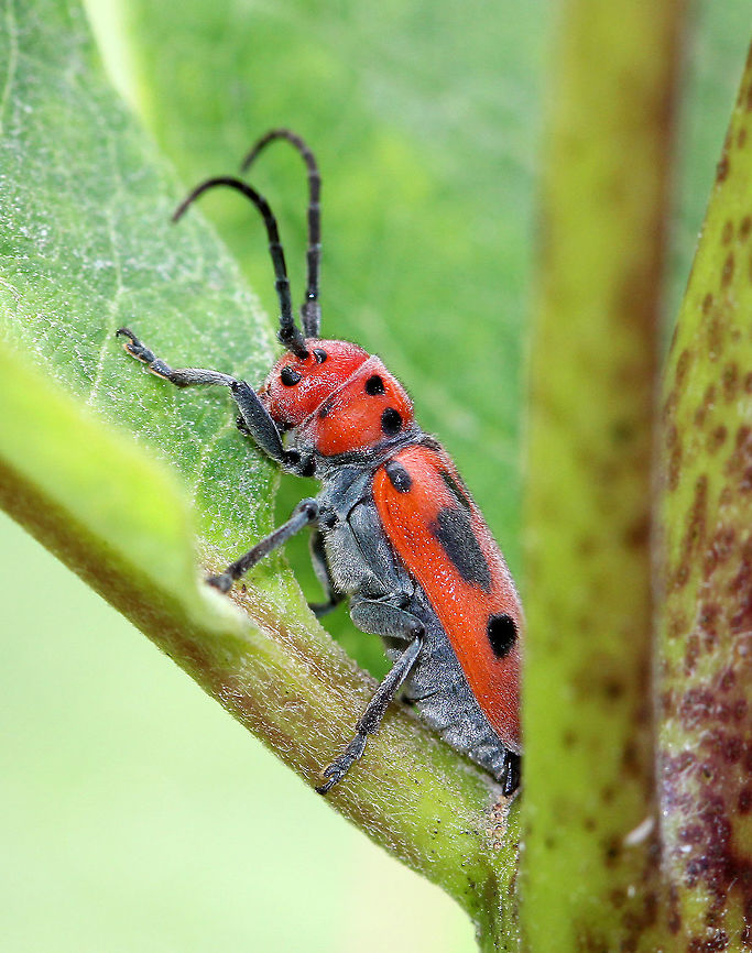 Red Milkweed Beetle Longhorn beetle with red and black aposematic coloring. Geotagged,Red Milkweed Beetle,Red milkweed beetle,Summer,Tetraopes tetrophthalmus,United States,beetle