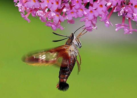 Hummingbird Clearwing Moth Appearance is variable. The thorax is olive in color dorsally and pale yellow ventrally. The abdomen is dark burgundy dorsally and ventrally with light olive/dark golden patches dorsally. Wings are mostly clear with reddish brown terminal borders.
https://www.jungledragon.com/image/71330/hummingbird_clearwing_moth_-_hemaris_thysbe.html Geotagged,Hemaris thysbe,Hummingbird Clearwing,Hummingbird Clearwing Moth,Summer,United States,moth,moth week 2018