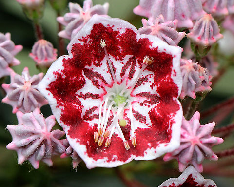 Mountain Laurel Large shrub (5' tall) with dramatic clusters of pink buds and reddish-white flowers. Leaves were shiny and leathery. I'm not sure what variety this is - maybe either bullseye or minuet. Geotagged,Kalmia latifolia,Mountain Laurel,Mountain-laurel,Spring,United States