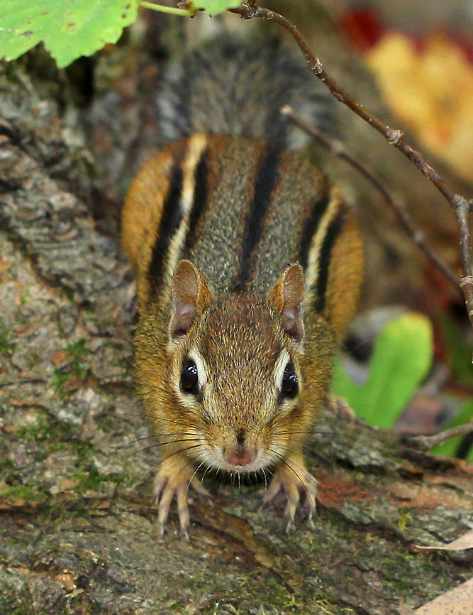 Eastern Chipmunk Reddish-brown fur on its upper body and five dark brown stripes, which contrasted with light brown stripes along its back, ending in a dark tail. It had lighter fur on the lower part of its body, and a tawny stripe that ran from its whiskers to below its ears with lighter stripes over and under its eyes. Eastern Chipmunk,Eastern chipmunk,Fall,Geotagged,Tamias striatus,United States,chipmunk