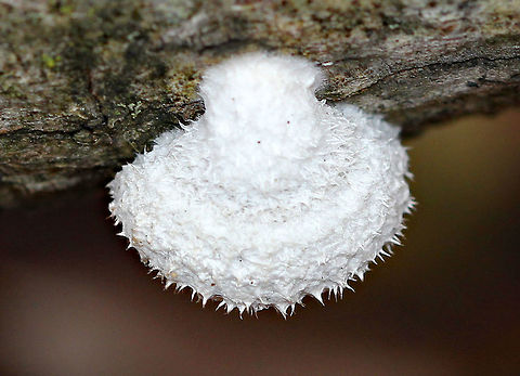 Split Gills Beautiful, white, fuzzy fruiting bodies that were only about 5-10mm wide. They were fan/shell-shaped. The upper surface was dry and was covered with small hairs. The underside had gill-like folds that split down the middle. The flesh was tough and white. Fall,Fungus,Geotagged,Schizophyllum commune,Split Gills,United States