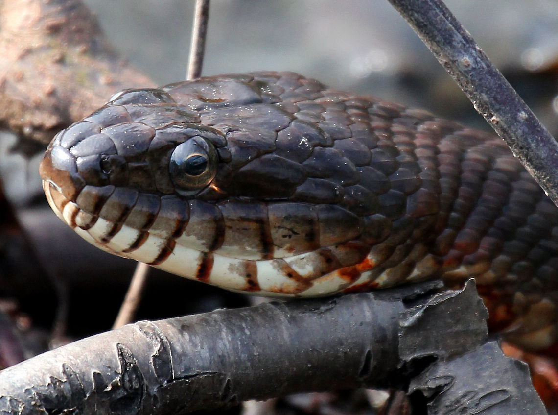 Northern Water Snake This snake was at least 3 feet long. Its dorsum was strongly keeled and was a dark grayish color. It had a pattern of reddish brown bands on its venter. Geotagged,Nerodia sipedon,Northern Water Snake,Northern water snake,Summer,United States,snake