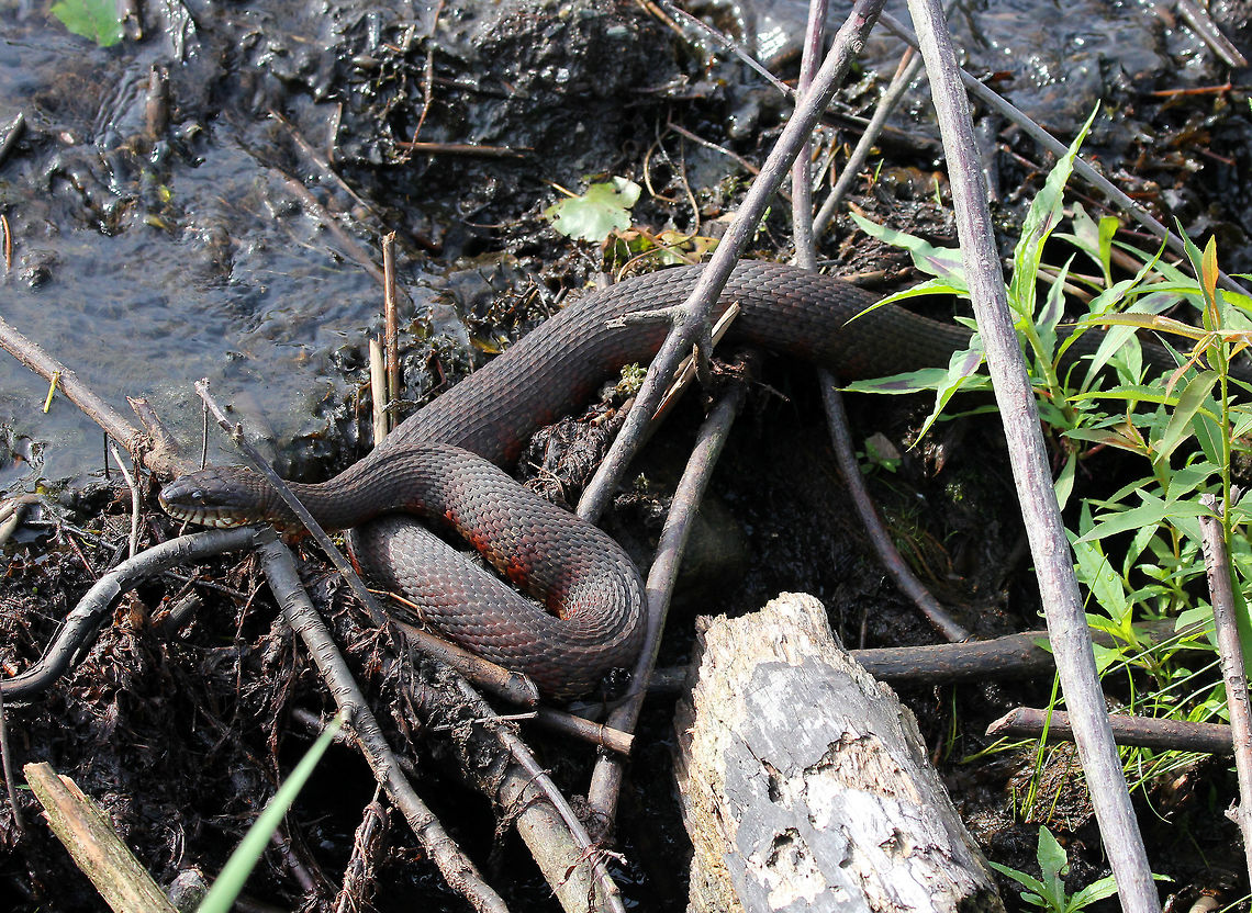 Northern Water Snake This snake was at least 3 feet long. Its dorsum was strongly keeled and was a dark grayish color. It had a pattern of reddish brown bands on its venter. Geotagged,Nerodia sipedon,Northern water snake,Summer,United States,northern water snake,snake