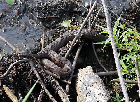 Northern Water Snake This snake was at least 3 feet long. Its dorsum was strongly keeled and was a dark grayish color. It had a pattern of reddish brown bands on its venter. Geotagged,Nerodia sipedon,Northern water snake,Summer,United States,northern water snake,snake