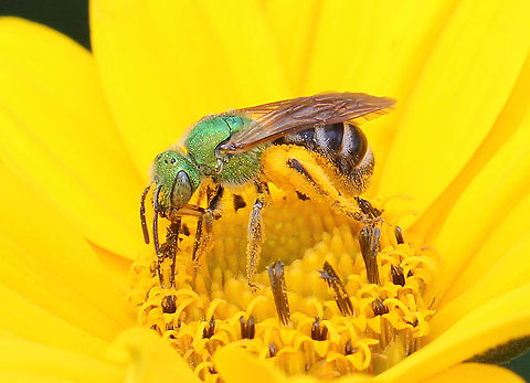 Metallic Green Bee - Agapostemon virescens Metallic green head and thorax and a striped abdomen. Agapostemon,Agapostemon virescens,Geotagged,Metallic Green Bee,Summer,United States,bee