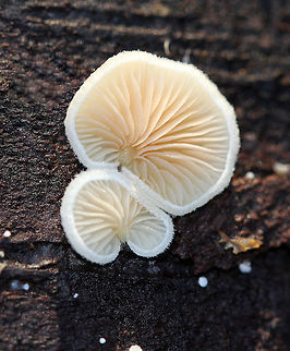 Crepidotus Mushrooms -Crepidotus sp. These mushrooms were flat, small (4-7mm wide), white, and lacked a real stipe. Many species in this genus lack a stipe, and instead, the pileus attaches directly to the mushroom&rsquo;s substrate with a small plug of tissue.  Crepidotus,Crepidotus Mushrooms,Fall,Geotagged,United States,fungus,mushrooms