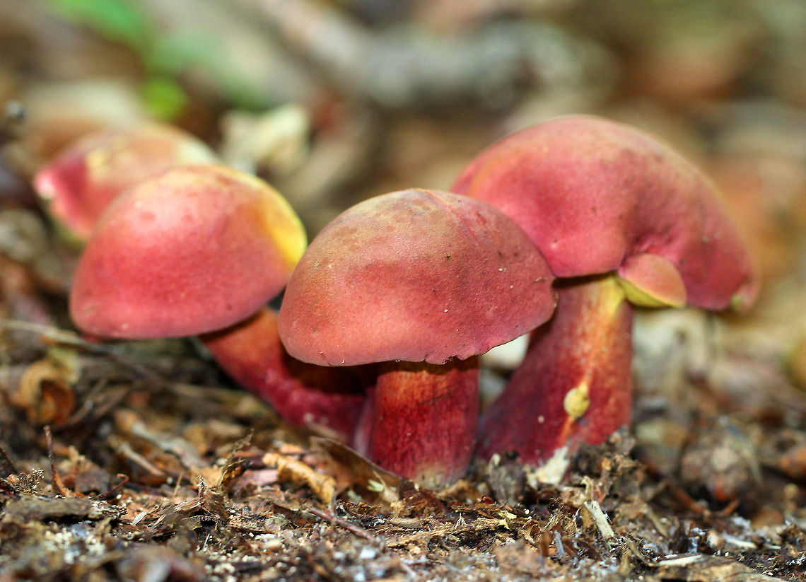 Two-colored Boletes Beautifully contrasting red and yellow colors really make these mushrooms stand out. The caps and stems were bright red, and the pore surface was bright yellow. The pores bruised immediately when marked, but the flesh did not bruise when sliced. Mushrooms were 4-6cm tall.<br />
<br />
Baorangia,Baorangia bicolor,Geotagged,Summer,Two-colored Boletes,United States,bolete,boletes,fungi,fungus,mushroom
