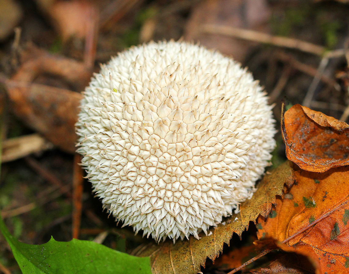 Peeling Puffball Round puffball with whitish to brownish spines that protrude individually, and often aggregate at their tips into pointed scales. As they mature, their spines slough off in patches, rather than individually as other puffballs do. Geotagged,Lycoperdon,Lycoperdon marginatum,Peeling Puffball,Summer,United States,fungus,puffball