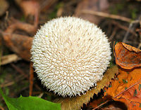 Peeling Puffball Round puffball with whitish to brownish spines that protrude individually, and often aggregate at their tips into pointed scales. As they mature, their spines slough off in patches, rather than individually as other puffballs do. Geotagged,Lycoperdon,Lycoperdon marginatum,Peeling Puffball,Summer,United States,fungus,puffball