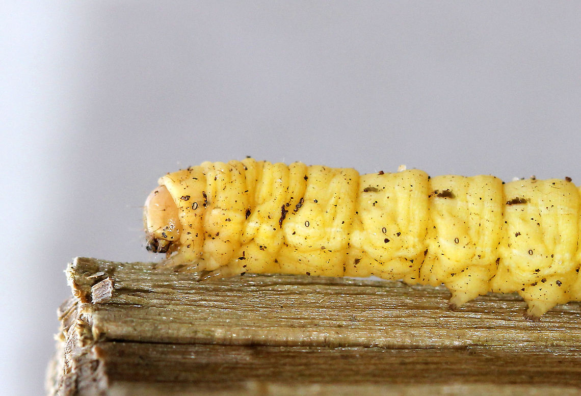 Large Yellow Underwing Caterpillar Plump, yellow caterpillar with brown dashes on its abdominal segments. It had a tan head capsule. It was 4-5cm long. This caterpillar was alive, but inactive...It was also much more squishy and unresponsive than most caterpillars, so I was thinking that it may have been affected by the cold temperatures, and possibly dying. Fall,Geotagged,Large Yellow Underwing Caterpillar,Large yellow underwing,Noctua,Noctua pronuba,United States,caterpillar,larva,moth,moth caterpillar,moth larva