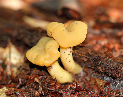 Ochre Jelly Club Mushrooms Often called "jelly babies", these small mushrooms have a very gelatinous/rubbery texture. The semi-translucent yellow caps were smooth and convoluted. Stems were yellow. Geotagged,Jelly baby,Leotia lubrica,Ochre Jelly Club,Ochre Jelly Club Mushrooms,Summer,United States,fungi,fungus,jelly babies,mushroom,mushrooms