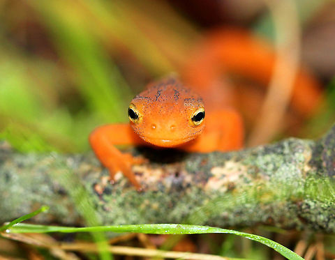 Eastern Newt (Red Eft) The red eft has bright orange aposematic coloring, with darker red spots outlined in black. This stage can last up to 4 years on land, during which time efts may travel far, which ensures outcrossing in the population. Efts eat small insects, snails, and other small arthropods. During winter, they hibernate under logs or rocks.  This newt was watching me as I was taking pictures of a mushroom. It remained "frozen" long enough for me to get this shot. Eastern Newt,Eastern newt,Geotagged,Notophthalmus viridescens,Summer,United States,newt,red eft
