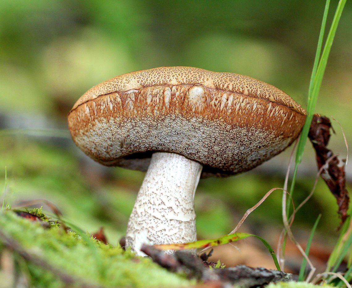Leccinum Mushroom - Leccinum sp. Very tough mushroom with tan cap, brown/white pores, and a white reticulated stem. Mushroom was about 8cm tall. Geotagged,Leccinum,Leccinum Mushroom,Summer,United States,fungus,mushroom