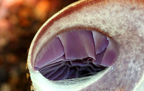 Cortinar Mushroom Gills - Cortinarius sp. It was still in the button stage and the cap hadn&rsquo;t opened up yet, but when I sliced it in half, I saw gorgeous purple gills with the cobweb-like veil. When the cap finally expands, the threads will stick to the stem, where the spores will color the threads reddish-brown. Cortinar Mushroom,Geotagged,Summer,United States,cortinar,cortinarius,mushroom