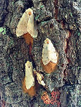 Gypsy Moth (Females) with Eggs Not a great shot as I took it with my cell phone! But, I wanted to upload it anyway to document the damage that these moths can do! <br />
<br />
These are female moths with their eggs. Females have white wings, a tan body, and approximately a two-inch wingspan. They cannot fly. Rather, they simply crawl to a spot near where they pupated, and wait for a male to find them to mate. After mating, female gypsy moths lay a mass of eggs. Each egg mass can hold over a hundred eggs.<br />
During the summer of 2016 in Rhode Island (northeast US), these moths, which are an invasive species, were literally everywhere. You couldn't go outside, day or night, without seeing them. All you could hear in the woods was the sound of caterpillars pooping up in the tree canopy - it sounded like rain. Gypsy moth caterpillars wreaked havoc and caused incredible amounts of tree carnage - it was estimated that approximately 3/4 of Rhode Island's forest canopy was destroyed, making this the worst outbreak in at least 15 years. A single caterpillar can eat a square foot of leaf matter in one day - they prefer hardwoods, but will also eat conifers, many of which will not recover. Geotagged,Gypsy Moth,Gypsy moth,Lymantria dispar,Summer,United States,moth