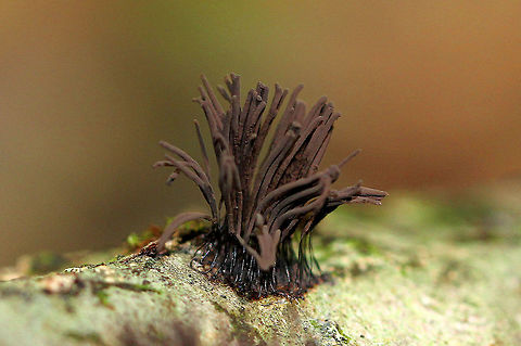 Chocolate Tube Slime Mold - Stemonitis sp. Tall brown sporangia on thin stalks, which grow in clusters on rotting wood. Chocolate Tube Slime Mold,Fall,Geotagged,United States,slime mold