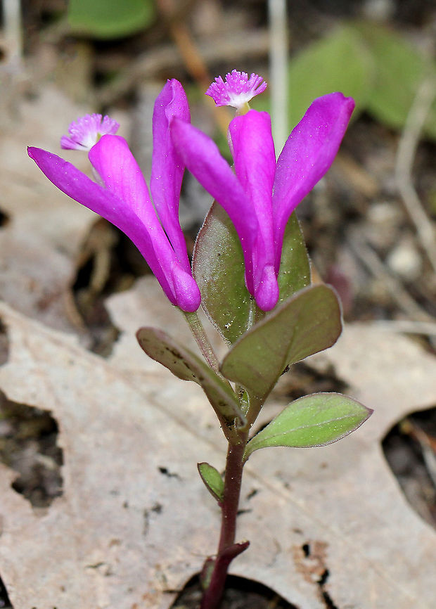 Fringed Polygala Fringed polygala is a beautiful, orchid-like wildflower that emerges from creeping, partly underground stems.  The flower has 3 pink petals, which form a tube with a finely fringed pink crest. Fringed Polygala,Fringed polygala,Geotagged,Polygala,Polygala paucifolia,Spring,United States