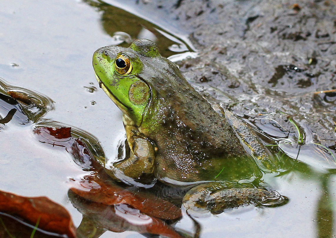 American Bullfrog Large frog that is mainly green, but mottled darker green and brown. Bullfrogs are often confused with Green Frogs as both types of frogs share many similar features. The main difference between Green Frogs and Bullfrogs is the location of the dorsolateral ridge. The dorsolateral ridge of Bullfrogs starts at the eye and hooks around the tympanum. In Green Frogs, the dorsolateral ridge runs down it&#039;s dorsal surface. Bullfrogs are also much larger than Green Frogs...This Bullfrog was about 10-12 cm long!  I was trying to catch one of these frogs for a homeschool lesson, and there were several bullfrogs in the pond, as well as tadpoles. I wasn&#039;t able to catch any though because they were too fast and gave warning croaks to their buddies. The frog in this shot was the largest one that I saw and it was bravely sitting alone like a sentinel.  American Bullfrog,American bullfrog,Fall,Geotagged,Lithobates,Lithobates catesbeianus,United States,bullfrog,frog