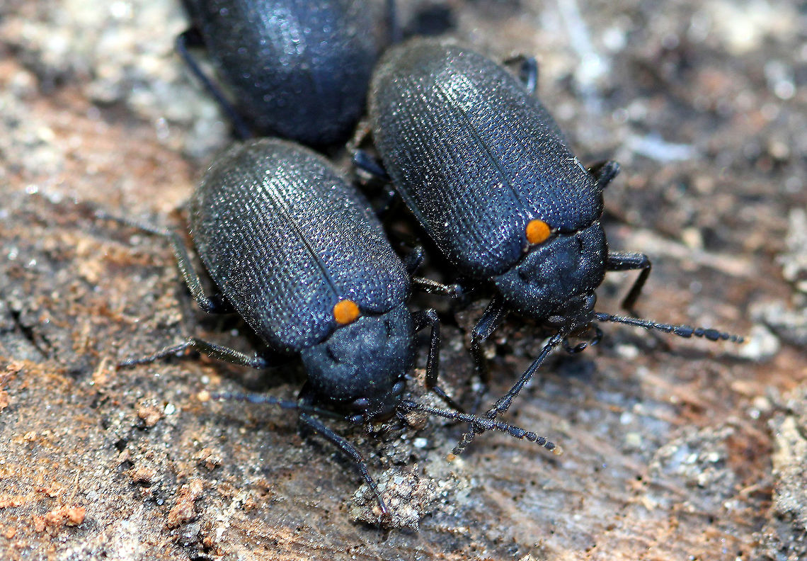 Tetratomid Beetles In this genus the two species are most easily separated by the color of the scutellum. P. obliquata has an orange scutellum, while in P. pimelia the scutellum is black. There were three of these beetles "snuggling" under the bark of a decaying log. Geotagged,Penthe,Penthe obliquata,Spring,Tetratomid,Tetratomid Beetles,United States,beetle,beetles,black beetle
