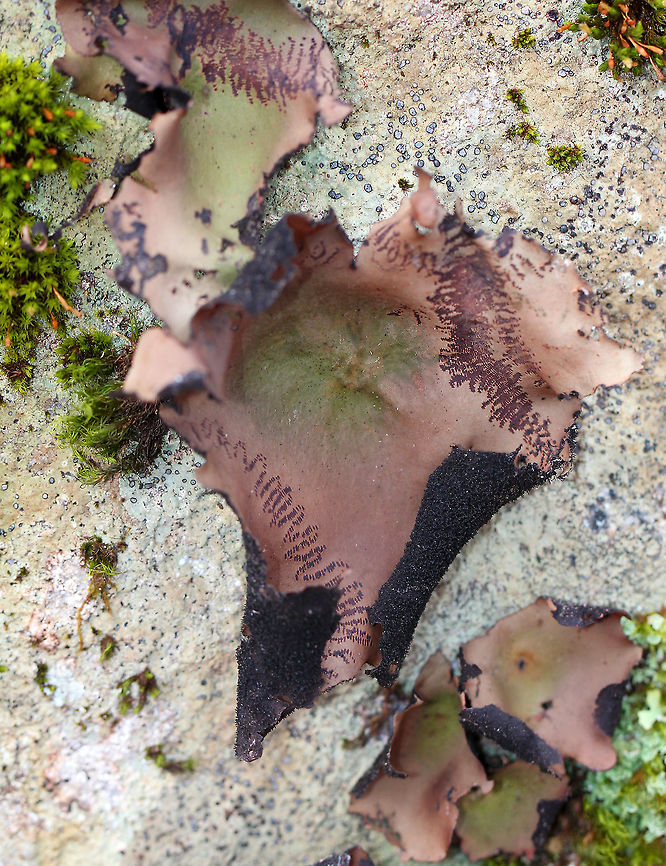Smooth Rock Tripe - Umbilicaria mammulata Large foliose lichen that was greenish brown on top and black underneath. They ranged in size from 5-10 cm. When weather conditions are dry, this lichen turns brown as you can see in this shot. When wet, it turns green.   The brown zigzags on this lichen are damage done by slugs. Fall,Geotagged,Smooth Rock Tripe,Umbilicaria,Umbilicaria mammulata,United States,lichen,tripe