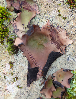 Smooth Rock Tripe - Umbilicaria mammulata Large foliose lichen that was greenish brown on top and black underneath. They ranged in size from 5-10 cm. When weather conditions are dry, this lichen turns brown as you can see in this shot. When wet, it turns green.   The brown zigzags on this lichen are damage done by slugs. Fall,Geotagged,Smooth Rock Tripe,Umbilicaria,Umbilicaria mammulata,United States,lichen,tripe