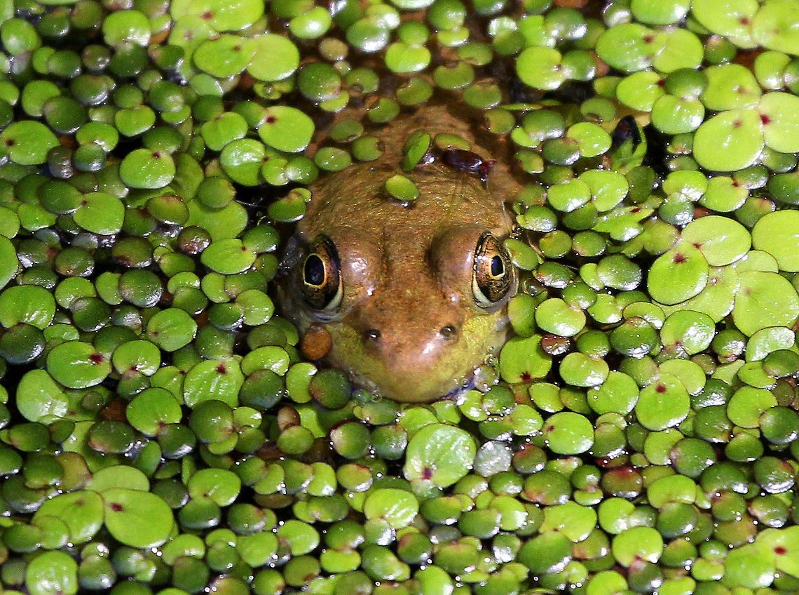 Green Frog This species is a mid-sized true frog. Adult green frogs range from 5&ndash;10 cm in body length (snout to vent, excluding the hind legs). The typical body weight of this species is from 28 to 85 g. I noticed that this frog's pupils are different sizes. Not sure why - eye damage? Or, maybe it was winking at me, haha. Geotagged,Green Frog,Green frog,Lithobates,Lithobates clamitans,Summer,United States,frog