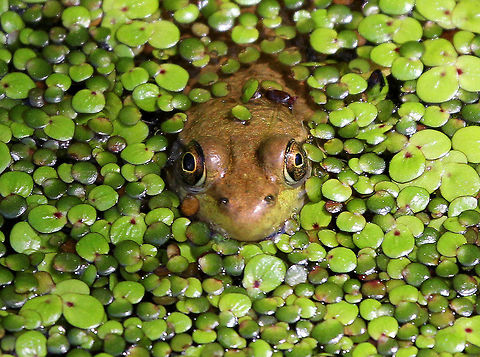Green Frog This species is a mid-sized true frog. Adult green frogs range from 5–10 cm in body length (snout to vent, excluding the hind legs). The typical body weight of this species is from 28 to 85 g. I noticed that this frog's pupils are different sizes. Not sure why - eye damage? Or, maybe it was winking at me, haha. Geotagged,Green Frog,Green frog,Lithobates,Lithobates clamitans,Summer,United States,frog