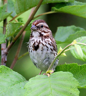 Song Sparrow Reddish brown crown with gray stripe and a wide, white stripe on throat. Chest is white with brown streaks that converge into a central spot. Geotagged,Melospiza,Melospiza melodia,Song Sparrow,Sparrow,Summer,United States