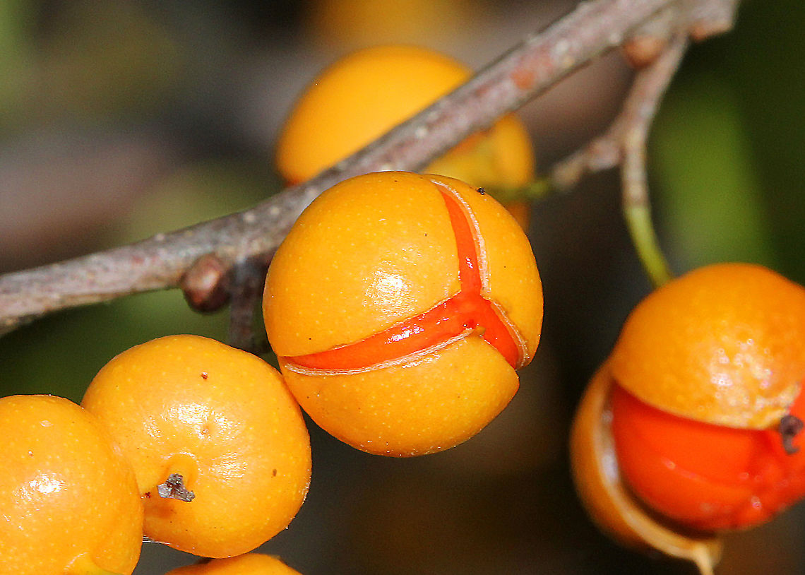 American Bittersweet These fruits are poisonous to humans when ingested, but are favorites of birds. American Bittersweet,American bittersweet,Celastrus,Celastrus scandens,Fall,Geotagged,United States,bittersweet