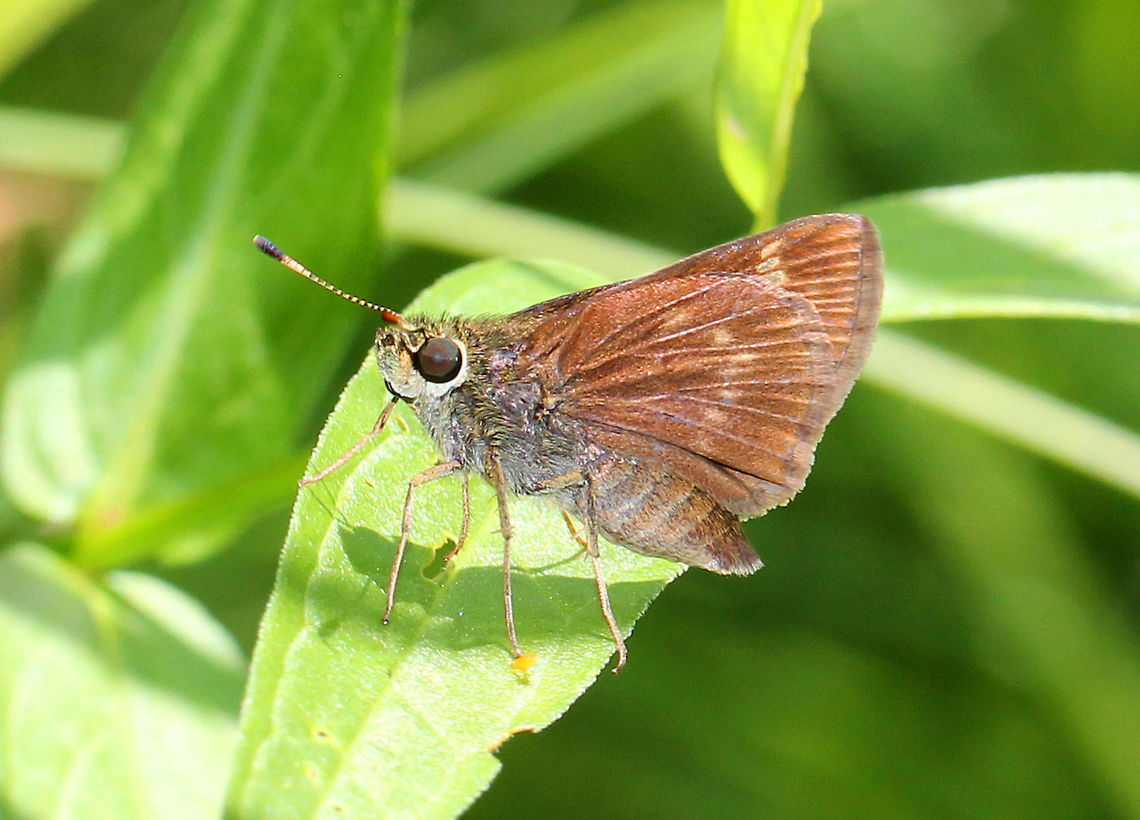 Crossline Skipper  Crossline Skipper,Crossline skipper,Geotagged,Polites,Polites origenes,Summer,United States,butterfly,skipper
