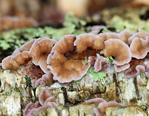 Silver Leaf After starting as just a crust on wood, the fruiting structure of this fungus develops undulating brackets, which are tough and leathery. The colors vary from tan to stunning lilac and deep purple patches with white hairs. The fruiting bodies in this spotting were mostly 1-2cm in size.

Silver Leaf is a fungal disease of trees that is caused by Chondrostereum purpureum, which is a fungal plant pathogen. It's often found on dead wood, but can also be a serious parasite of living trees causing progressive and often fatal disease. The common name is in reference to the silvering of leaves on affected branches.  Chondrostereum,Chondrostereum purpureum,Geotagged,Silver Leaf,Silver leaf,Summer,United States,fungus