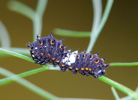 Eastern Black Swallowtail Caterpillar These early instar caterpillars are bird-dropping mimics. They are mostly black, spiky, and have a white saddle around their middle. The white saddle is caused by uric acid deposits that may function as an antioxidant, protecting the larvae from phototoxic chemicals in their host plants. There are usually two broods in the summer, but occasionally a partial third brood will emerge later in the season, which seems to be the case with this caterpillar. It was only 41 degrees Fahrenheit (5 degrees Celsius) when I spotted it. Black Swallowtail,Eastern Black Swallowtail,Eastern Black Swallowtail Caterpillar,Fall,Geotagged,Papilio polyxenes,United States,caterpillar