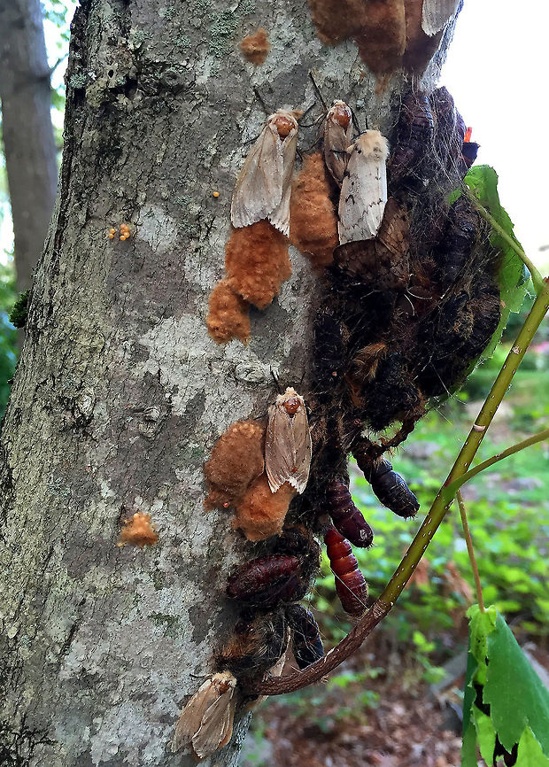 The Plague of Gypsy Moths - Eggs, Pupae, and Adults This shot is a bit gruesome - this doomed tree is covered in male and female moths, eggs, and a big pile of pupae. <br />
<br />
The females have white wings, a tan body, and approximately a two-inch wingspan. They cannot fly. Rather, they simply crawl to a spot near where they pupated, and wait for a male to find them to mate. After mating, female gypsy moths lay a mass of eggs. Each egg mass can hold over a hundred eggs. The males are brown and can fly - you can see one on the pupae.<br />
<br />
<br />
 During the summer of 2016 in Rhode Island (northeast US), these moths, which are an invasive species, were literally everywhere. You couldn&#039;t go outside, day or night, without seeing them. All you could hear in the woods was the sound of caterpillars pooping up in the tree canopy - it sounded like rain. Gypsy moth caterpillars wreaked havoc and caused incredible amounts of tree carnage - it was estimated that approximately 3/4 of Rhode Island&#039;s forest canopy was destroyed, making this the worst outbreak in at least 15 years. A single caterpillar can eat a square foot of leaf matter in one day - they prefer hardwoods, but will also eat conifers, many of which will not recover.  Geotagged,Gypsy moth,Lymantria dispar,Summer,United States,gypsy moths,moth,moth week 2018