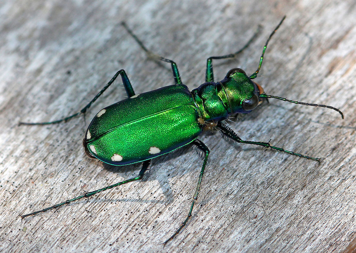 Six-Spotted Tiger Beetle (with Mites) Brilliant green coloration with six distinct white spots on the elytra. This beetle seems to be parasitized by some mites on it&#039;s thorax. Cicindela,Cicindela sexguttata,Geotagged,Six-Spotted Tiger Beetle,Spring,United States,beetle
