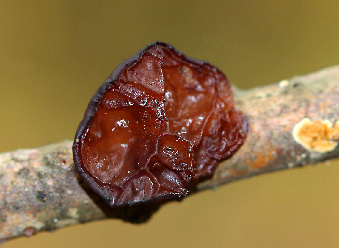 Amber Jelly Roll Individual fruiting bodies that were reddish brown and had large concave depressions surrounded by ridges. Amber Jelly Roll,Exidia recisa,Fall,Geotagged,United States,fungus