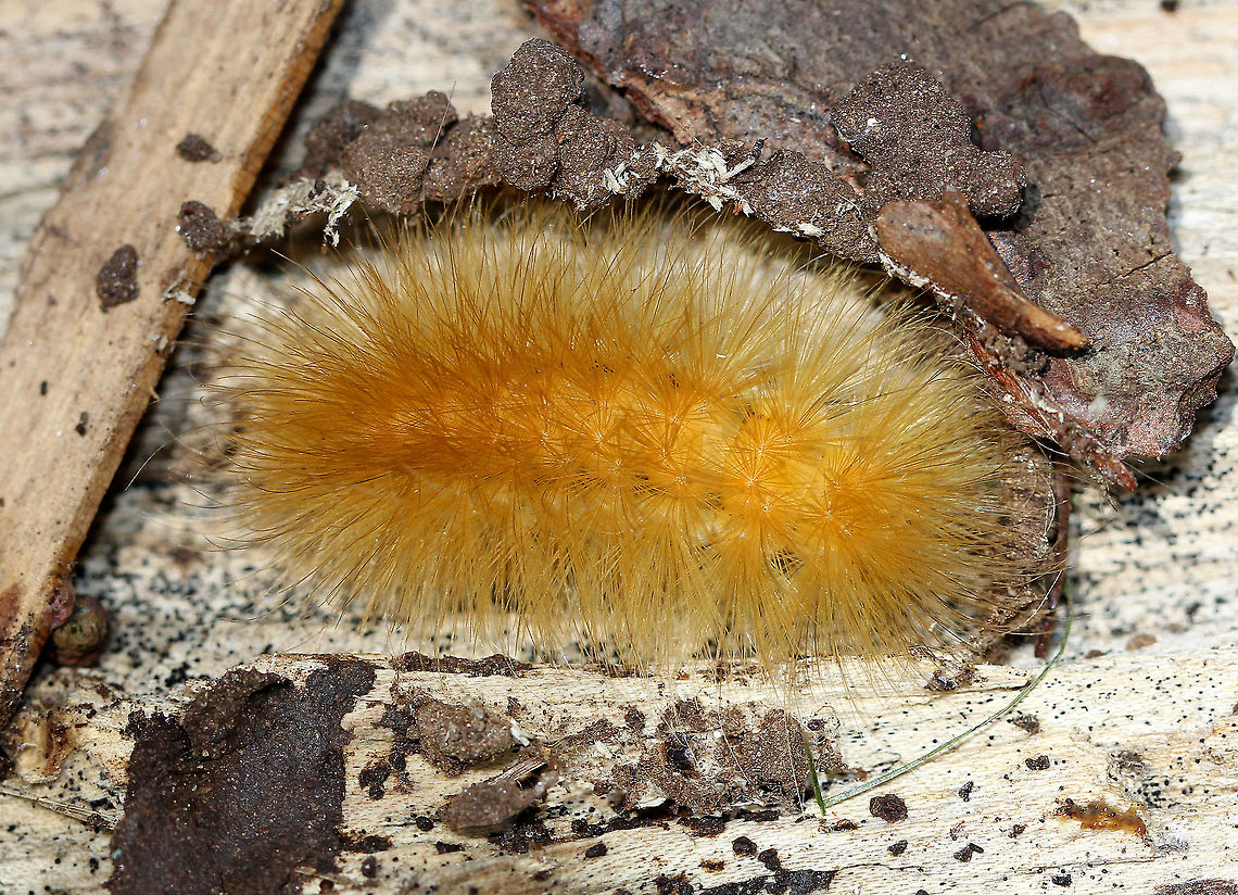 Yellow Woolly Bear I spotted several of these caterpillars, which resemble undulating cheez doodles when they walk, but this was the only one that had already begun the process of overwintering. This species of caterpillar is highly variable in color, although each caterpillar has a consistent color. This one was an orange-yellow color. Their bodies are covered in long, soft setae. They are safe to handle, although it is discouraged because the setae can cause dermatitis in sensitive individuals, not to mention that it would also probably distress the caterpillar.<br />
<br />
In the fall, these caterpillars search for a sheltered location, such as under a log, where they can overwinter as a caterpillar. The caterpillars can survive being frozen solid because they produce a cryoprotectant substance, which protects their tissues from damage. In the spring, they will spin a cocoon using their setae, and then eventually will become a moth.  Fall,Geotagged,Spilosoma virginica,United States,Yellow Woolly Bear,caterpillar,moth week 2018