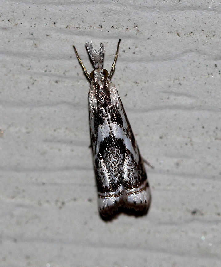 Elegant Grass-Veneer Moth Forewings are silvery-white with brown. When viewed from above, the moth looks like it has a frowning face - with two triangular eyes and a down-curved mouth. Terminal line with 7 dark dots. Elegant Grass-Veneer Moth,Geotagged,Microcrambus,Microcrambus elegans,Summer,United States,moth