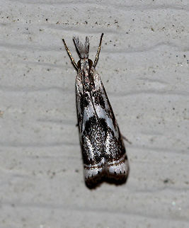 Elegant Grass-Veneer Moth Forewings are silvery-white with brown. When viewed from above, the moth looks like it has a frowning face - with two triangular eyes and a down-curved mouth. Terminal line with 7 dark dots. Elegant Grass-Veneer Moth,Geotagged,Microcrambus,Microcrambus elegans,Summer,United States,moth