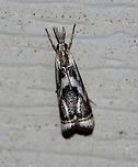 Elegant Grass-Veneer Moth Forewings are silvery-white with brown. When viewed from above, the moth looks like it has a frowning face - with two triangular eyes and a down-curved mouth. Terminal line with 7 dark dots. Elegant Grass-Veneer Moth,Geotagged,Microcrambus,Microcrambus elegans,Summer,United States,moth