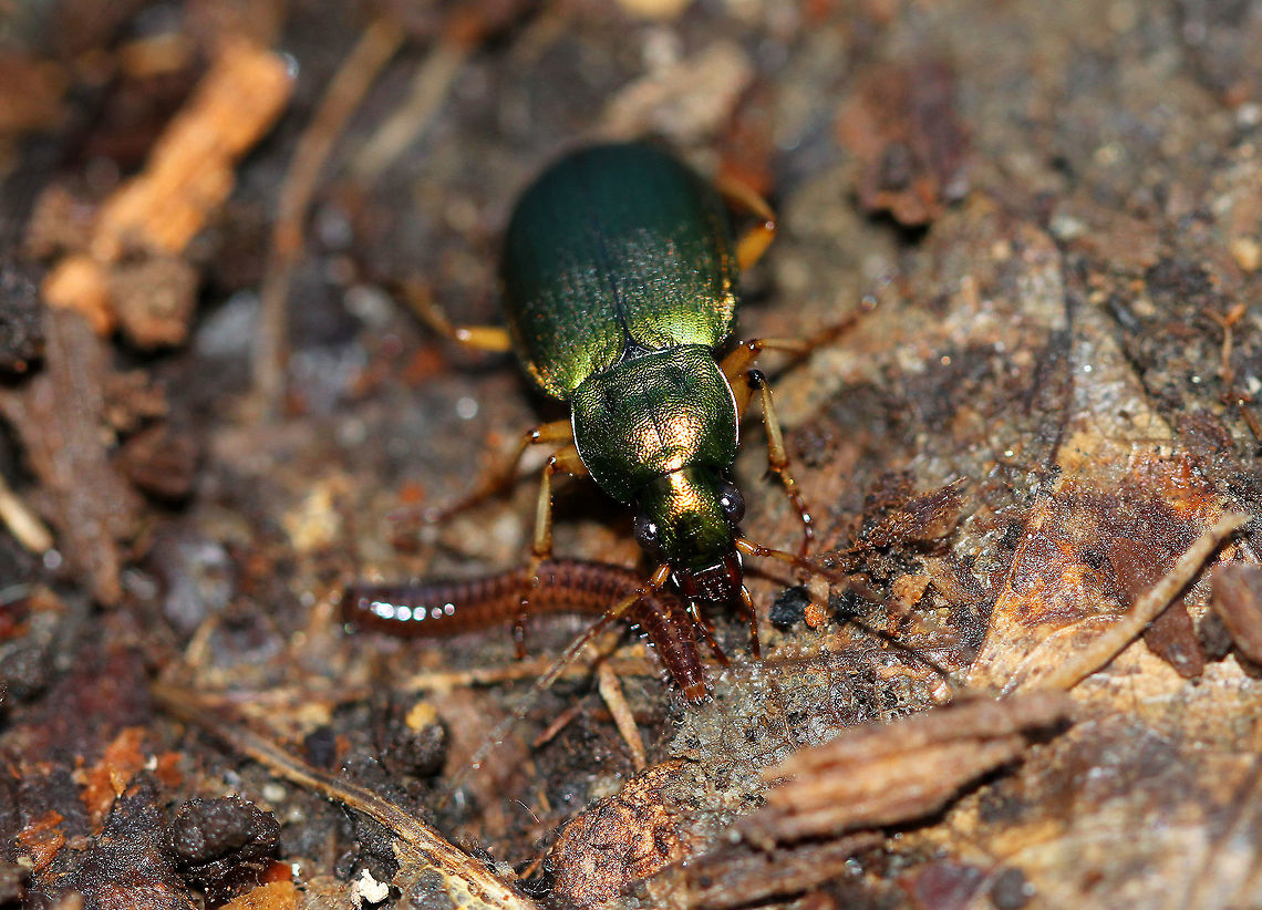 Green Ground Beetle I spotted this ground beetle as it appeared to be wrestling a millipede. These beetles are predacious, but in this instance, the millipede was able to crawl away before being eaten by the beetle. The beetle's entire dorsal surface was a brilliant, metallic green. It was approximately 12 mm long.  Chlaenius,Chlaenius sericeus,Fall,Geotagged,Green Ground Beetle,United States,beetle