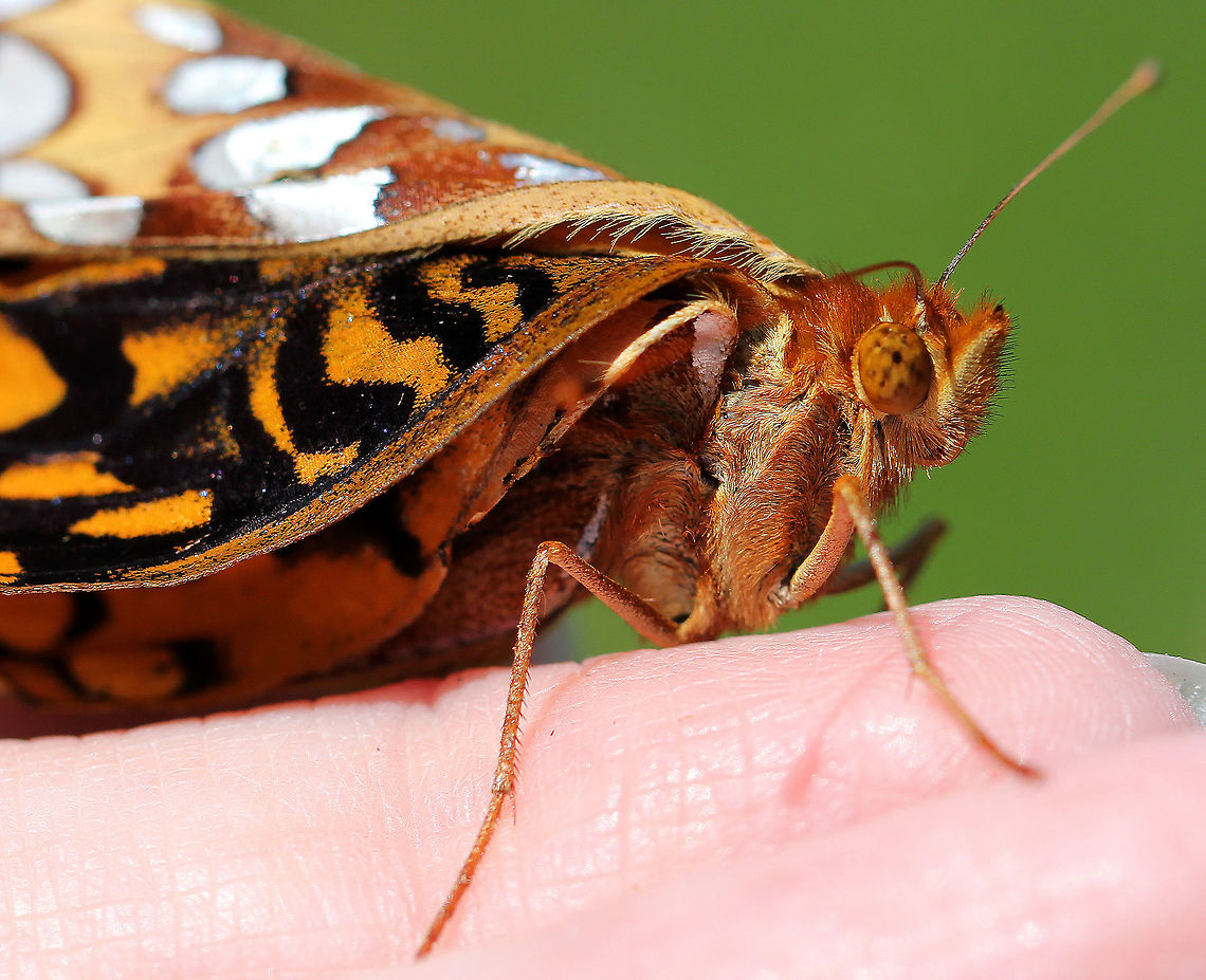 Great Spangled Fritillary Large butterfly with mostly brown, orange, and black coloring. The underside of the hindwing has large silver spots.<br />
<br />
This butterfly had deformed wings and was unable to fly. The wings were still mostly folded up as if the butterfly had just eclosed from its chrysalis. The wings were totally dry though, yet had not unfolded as they should have. The wings also had some signs of wear/age, further indicating that this wasn&#039;t a newly emerged butterfly, but rather a deformed one. I&#039;m not sure what the cause could be - a random deformity, injury, or parasite.<br />
<figure class="photo"><a href="https://www.jungledragon.com/image/57164/great_spangled_fritillary.html" title="Great Spangled Fritillary"><img src="https://s3.amazonaws.com/media.jungledragon.com/images/3232/57164_thumb.jpg?AWSAccessKeyId=05GMT0V3GWVNE7GGM1R2&Expires=1767225610&Signature=EsCa3FxNIcfM%2BowY0rsjyFqxe2I%3D" width="200" height="154" alt="Great Spangled Fritillary Large butterfly with mostly brown, orange, and black coloring. The underside of the hindwing has large silver spots.<br />
<br />
 This butterfly had deformed wings and was unable to fly. The wings were still mostly folded up as if the butterfly had just eclosed from its chrysalis. The wings were totally dry though, yet had not unfolded as they should have. The wings also had some signs of wear/age, further indicating that this wasn&#039;t a newly emerged butterfly, but rather a deformed one. I&#039;m not sure what the cause could be - a random deformity, injury, or parasite. <br />
https://www.jungledragon.com/image/57163/great_spangled_fritillary.html Geotagged,Great Spangled Fritillary,Speyeria,Speyeria cybele,Summer,United States,butterfly" /></a></figure> Geotagged,Great Spangled Fritillary,Speyeria,Speyeria cybele,Summer,United States,butterfly,deformed butterfly