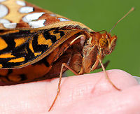 Great Spangled Fritillary Large butterfly with mostly brown, orange, and black coloring. The underside of the hindwing has large silver spots.<br />
<br />
This butterfly had deformed wings and was unable to fly. The wings were still mostly folded up as if the butterfly had just eclosed from its chrysalis. The wings were totally dry though, yet had not unfolded as they should have. The wings also had some signs of wear/age, further indicating that this wasn't a newly emerged butterfly, but rather a deformed one. I'm not sure what the cause could be - a random deformity, injury, or parasite.<br />
https://www.jungledragon.com/image/57164/great_spangled_fritillary.html Geotagged,Great Spangled Fritillary,Speyeria,Speyeria cybele,Summer,United States,butterfly,deformed butterfly