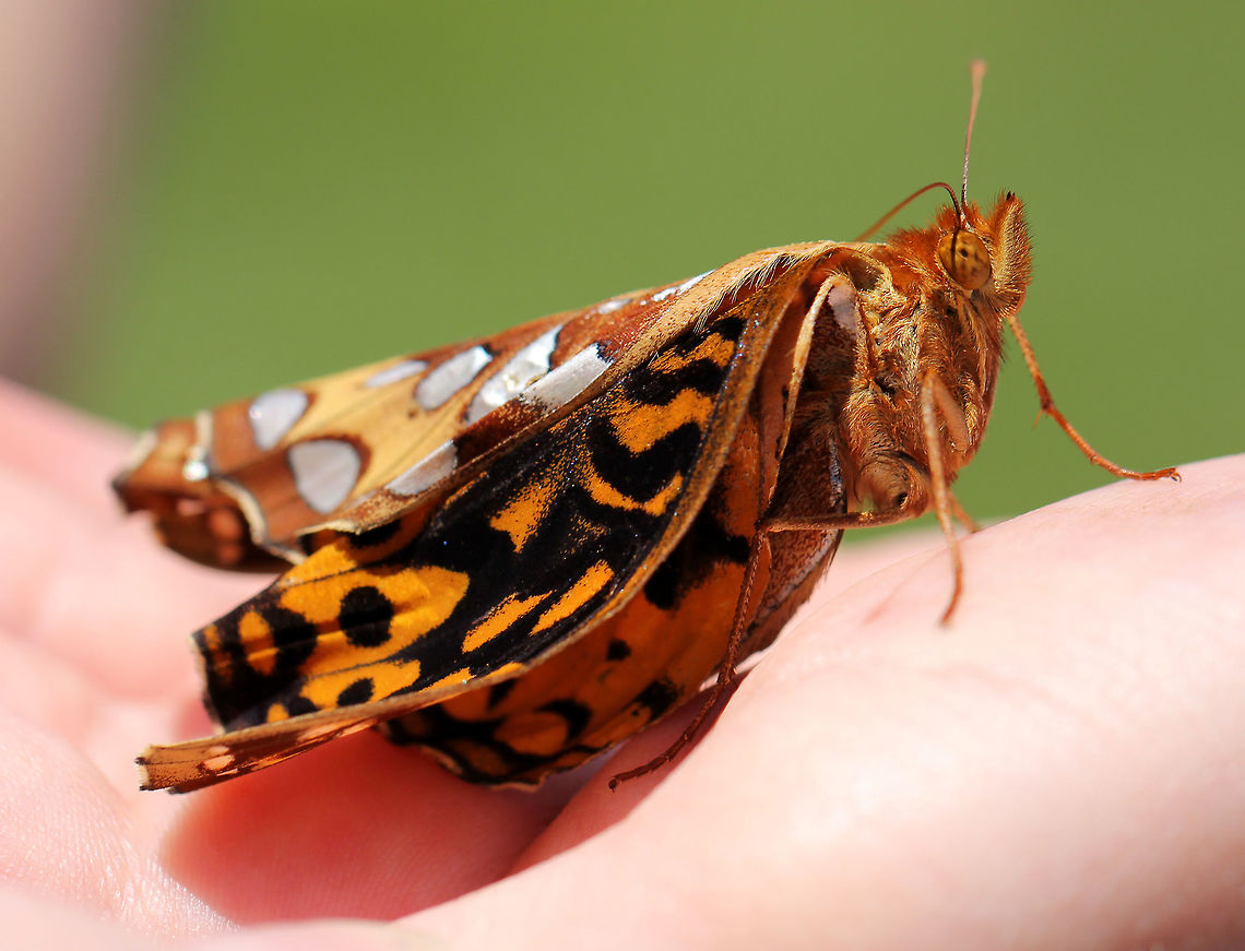 Great Spangled Fritillary Large butterfly with mostly brown, orange, and black coloring. The underside of the hindwing has large silver spots.<br />
<br />
This butterfly had deformed wings and was unable to fly. The wings were still mostly folded up as if the butterfly had just eclosed from its chrysalis. The wings were totally dry though, yet had not unfolded as they should have. The wings also had some signs of wear/age, further indicating that this wasn't a newly emerged butterfly, but rather a deformed one. I'm not sure what the cause could be - a random deformity, injury, or parasite. <br />
<figure class="photo"><a href="https://www.jungledragon.com/image/57163/great_spangled_fritillary.html" title="Great Spangled Fritillary"><img src="https://s3.amazonaws.com/media.jungledragon.com/images/3232/57163_thumb.jpg?AWSAccessKeyId=05GMT0V3GWVNE7GGM1R2&Expires=1759968010&Signature=O6%2F4SvGOwwxi5M1FGZTef7Mbql8%3D" width="200" height="164" alt="Great Spangled Fritillary Large butterfly with mostly brown, orange, and black coloring. The underside of the hindwing has large silver spots.<br />
<br />
This butterfly had deformed wings and was unable to fly. The wings were still mostly folded up as if the butterfly had just eclosed from its chrysalis. The wings were totally dry though, yet had not unfolded as they should have. The wings also had some signs of wear/age, further indicating that this wasn't a newly emerged butterfly, but rather a deformed one. I'm not sure what the cause could be - a random deformity, injury, or parasite.<br />
https://www.jungledragon.com/image/57164/great_spangled_fritillary.html Geotagged,Great Spangled Fritillary,Speyeria,Speyeria cybele,Summer,United States,butterfly,deformed butterfly" /></a></figure> Geotagged,Great Spangled Fritillary,Speyeria,Speyeria cybele,Summer,United States,butterfly