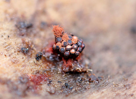 Multigoblet Slime Mold Fruiting bodies (sporangia) of a multigoblet slime mold. They had thin stalks with black, shiny goblets on top. A few already had red, fluffy spore masses coming out of the goblets, while others had not yet released the spores. They were 2mm tall. Fall,Geotagged,Metatrichia,Metatrichia vesparium,Multigoblet Slime Mold,Multigoblet slime mold,Slime Mold,United States